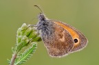 Coenonympha pamphilus