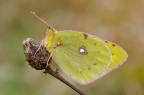 Colias...