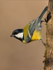 L'equilibrista L'equilibrista