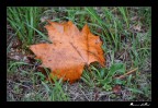 Autunno: il marrone