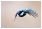 Volo Volo
