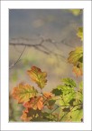 Un autunno leggero.. Un autunno leggero..