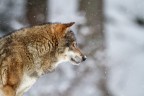 il lupo e la neve il lupo e la neve