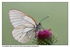 Aporia fimmmmmana! Aporia fimmmmmana!