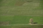 prato con albero prato con albero