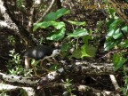 Gallina maldiviana? Gallina maldiviana?