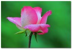 ROSA E RUGIADA ROSA E RUGIADA