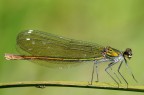Calopteryx Splendens (femmina)