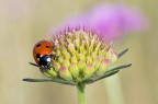 Coccinella Coccinella