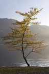 pace d'autunno pace d'autunno