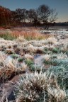 ... frozen grass bushes... ... frozen grass bushes...