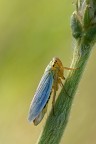 Cicadella