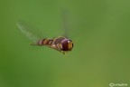 Episyrphus balteatus in volo Episyrphus balteatus in volo