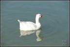 lago.. lago..