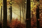 Il bosco della fate Il bosco della fate