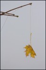 ...aspettando che l'inverno abbocchi. ...aspettando che l'inverno abbocchi.