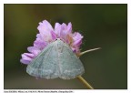 Falena sul fiore Falena sul fiore