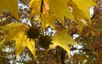Frutto d'autunno Frutto d'autunno