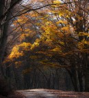 Il mio bosco incantato