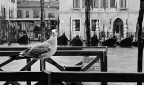 Primo piano Primo piano
