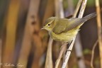 Lui piccolo (Phylloscopus collybita) Lui piccolo (Phylloscopus collybita)