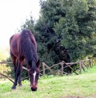 cavallo