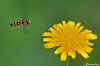 Altro episyrphus in volo Altro episyrphus in volo