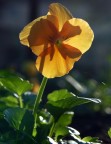 Orange flower Orange flower