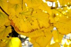 autunno autunno