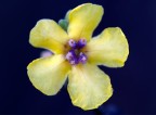 Fiore Fiore