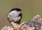 Cincia bigia (Parus palustris) Cincia bigia (Parus palustris)