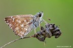 Pyrgus Pyrgus