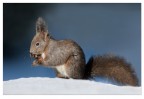 Squirrel Squirrel
