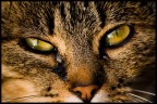 LACRIME DI FELINO LACRIME DI FELINO