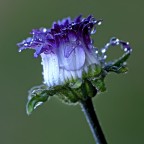 margherita violacea... margherita violacea...