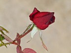 rosa autunnale rosa autunnale
