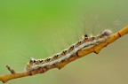 Acronicta tridens Acronicta tridens