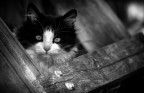il gatto diffidente il gatto diffidente