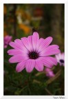 Amo questo fiore! Amo questo fiore!