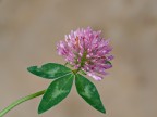 fiore di trifoglio