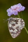 Melanargia