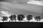 la raccolta delle olive la raccolta delle olive