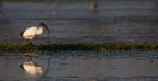 Ibis Ibis