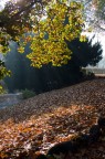 Ultimi colori d'autunno Ultimi colori d'autunno