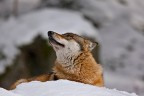 la vanità del lupo la vanità del lupo