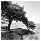 ombra