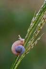 Cochlicella acuta Cochlicella acuta