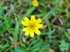 Fiore Fiore