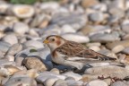 Zigolo delle nevi (plectrophenax nivalis) Zigolo delle nevi (plectrophenax nivalis)