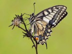 Papilio machaon